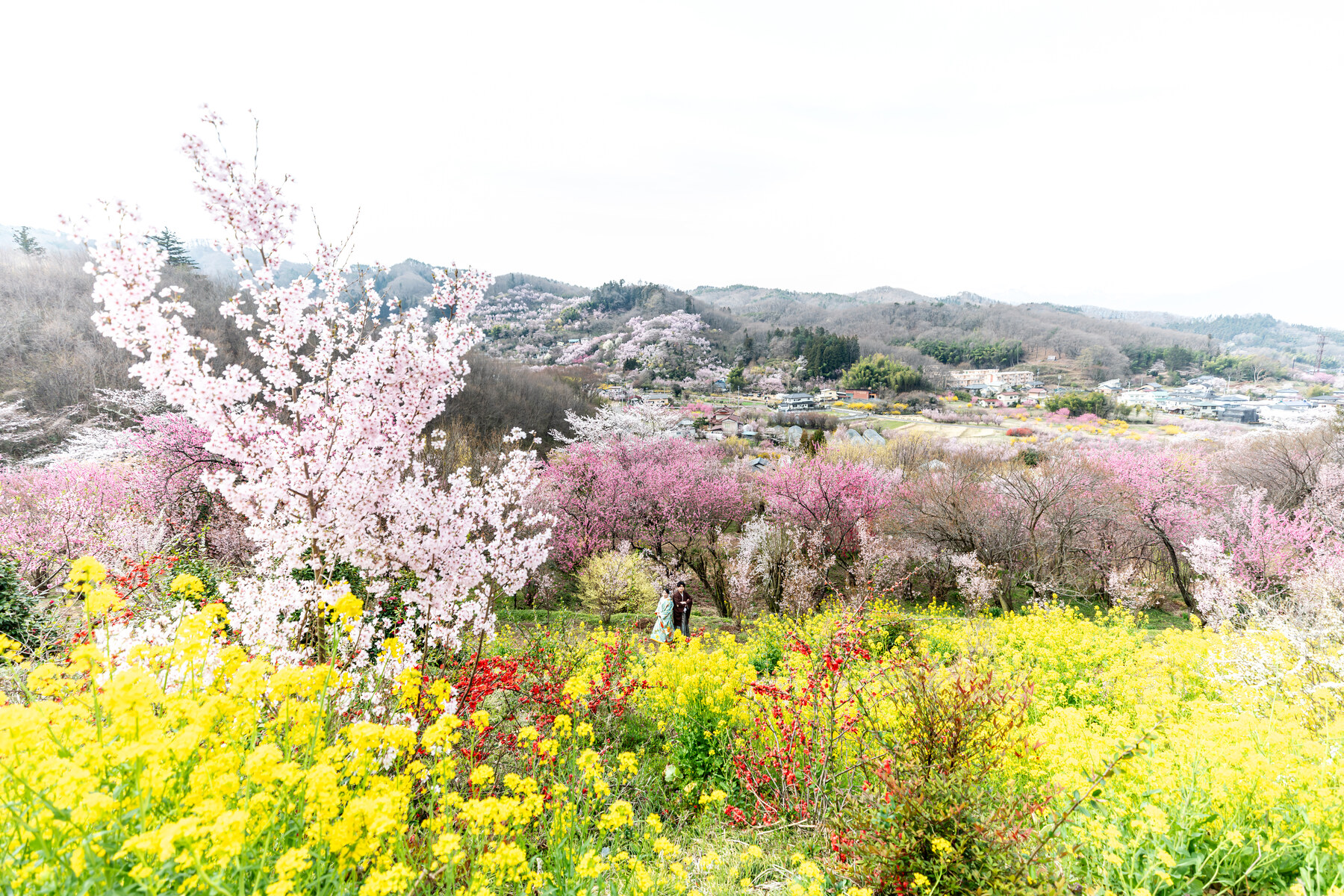 花見山周辺の菜の花と色とりどりの花木、里山を望む春の風景