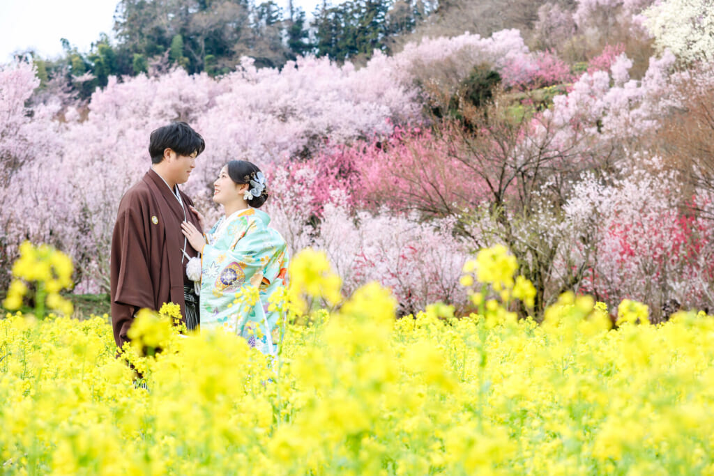 花見山周辺で菜の花と淡いピンクの花木を背景に向き合う和装の二人
